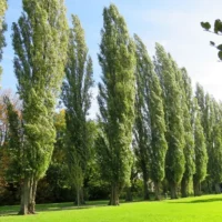 سود میلیاری با فروش نهال صنوبر فروش نهال صنوبر